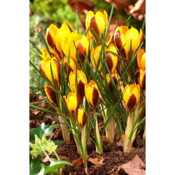Crocus Herald - XXXL pack - 500 pcs