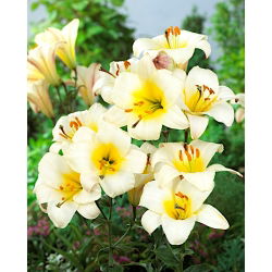 Lilium, Lily White Planet - XL-Packung - 50 Stk