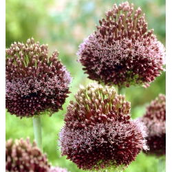 Allium Forelock - XL balení - 50 ks.