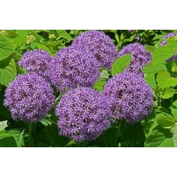 Allium Globemaster - XL balení - 50 ks.