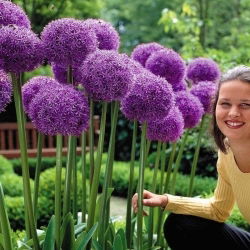 Allium Globemaster - XL balení - 50 ks.