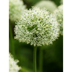 Allium Mont Blanc - XL balení - 50 ks.