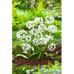 Allium Cowanii - XXXL balení - 1000 ks.