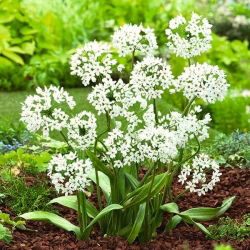 Allium Cowanii - XXXL balení - 1000 ks.