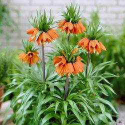 Crown Imperial - William Rex - XL pakke - 50 stk