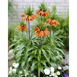 Crown Imperial - William Rex - XL pakke - 50 stk