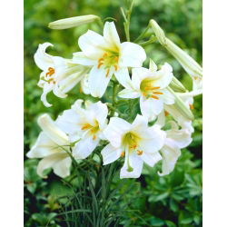 Lilium, Lily Regale Album - XL csomag - 50 db.