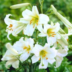Lilium, Lily Regale Album - XL csomag - 50 db.