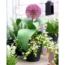 Lågväxande prydnadslök med en stor blomklase - Red Giant XL förpackning - 50 st