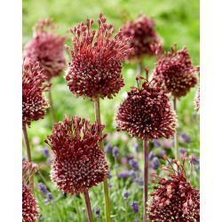 Allium Red Mohycan - XL balení - 50 ks.