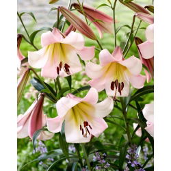 Oosterse Maanboomlelie - XL-verpakking - 50 st - 
