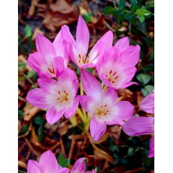 Colchicum Lilac Wonder - Autumn Meadow Saffron Lilac Wonder - pacote XL - 50 unid.