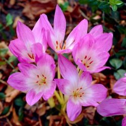 Colchicum Lilac Wonder - Autumn Meadow Saffron Lilac Wonder - pacote XL - 50 unid.