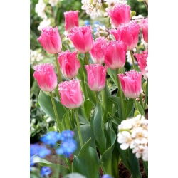 Tulipa Fancy Frills - Tulip Fancy Frills - XXXL förpackning 250 st