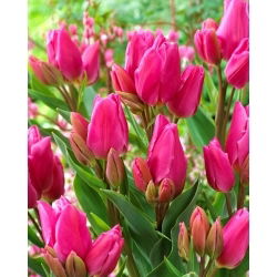 Tulipa Happy Family - Tulip Happy Family - XXXL опаковка 250 бр - 