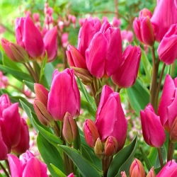 Tulipa Happy Family - Tulip Happy Family - XXXL опаковка 250 бр - 