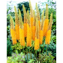 Eremurus, Foxtail Lilies Pinokkio -  large package! - 10 pcs