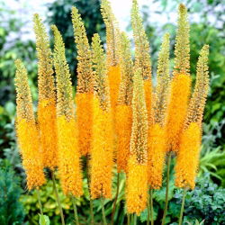 Eremurus, Foxtail Lilies Pinokkio -  large package! - 10 pcs