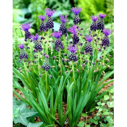 Muscari Comosum - Grape Hyacinth Comosum - XXXL pack  250 pcs