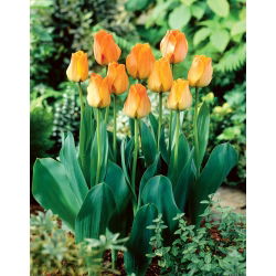Tulipa Daydream - Tulip Daydream - XXXL förpackning 250 st