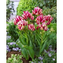 Tulipa Flaming Club - Tulip Flaming Club - XXXL pack  250 pcs