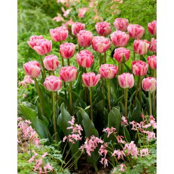 Tulipa Vogue - Tulip Vogue - XXXL förpackning 250 st