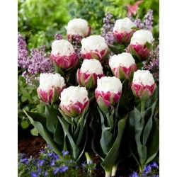 Tulip Ice Cream - zeldzame pioenvormige bloemen - XXXL pak 250 st - 