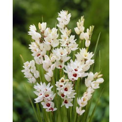 Ixia - Giant - XXXL pakk - 1250 tk; maisi liilia