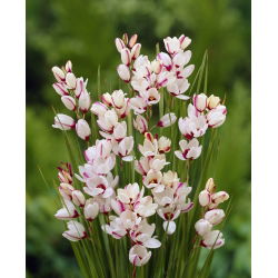 Ixia -Spotlight - XXXL pakk - 1250 tk; maisi liilia