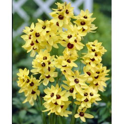 Ixia - Keltainen Keisari - XXXL-pakkaus - 1250 kpl; maissi lilja