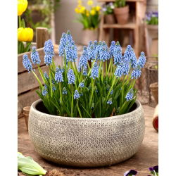 Armenian grape hyacinth Atlantic - XXXL pack - 500 pcs