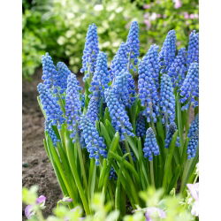 Grape hyacinth Big Smile - XXXL pack - 500 pcs