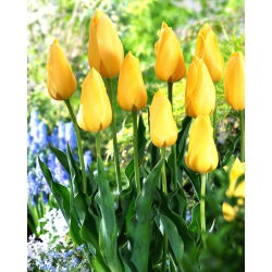 Tulip Big Smile - XXXL förpackning 250 st