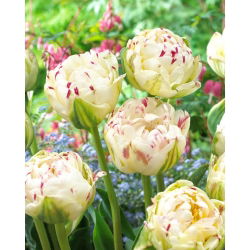 Tulp Danceline - XXXL pak 250 st - 