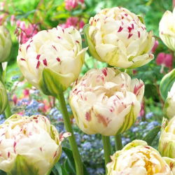 Tulp Danceline - XXXL pak 250 st - 