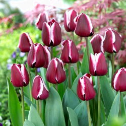 Lalea 'Fontainebleau' - pachet XXXL 250 buc.