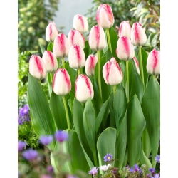 Tulip Playgirl - XXXL förpackning 250 st