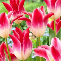 Tulip Whispering Dream - Confezione XXXL 250 pz