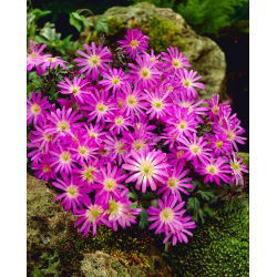 Anemona balcanica - Star Violet - pachet XXXL - 400 buc.; Floarea de vânt grecească, floarea de vânt de iarnă