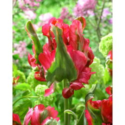Tulip Red Wave - XXXL balení 250 ks.