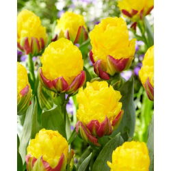 Ice Cream Banana pioenvormige tulp - XXXL pak 250 st - 