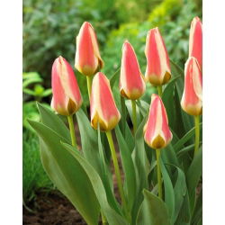 Tulip Tarafa - XXXL pack  250 pcs