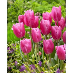 Tulip Jumbo Pink - Pachet XXXL 250 buc.