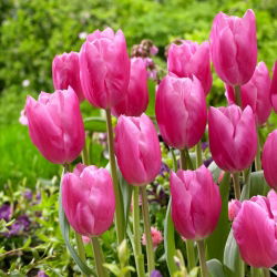 Tulip Jumbo Pink - Pachet XXXL 250 buc.