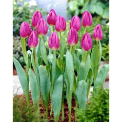 Tulip Purple Flag - XXXL pack  250 pcs