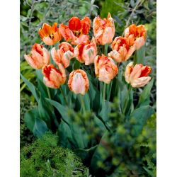 Tulipán Apricot Parrot - Pack XL - 50 uds