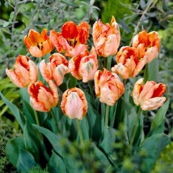 Tulipano pappagallo albicocca - 5 pz