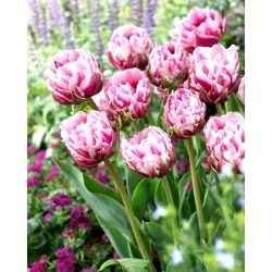 Tulipano Dazzling Desire - 5 pz