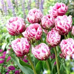Tulipano Dazzling Desire - 5 pz