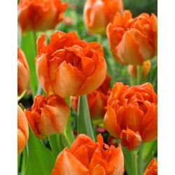 Monte  Orange tulip - 5 pcs